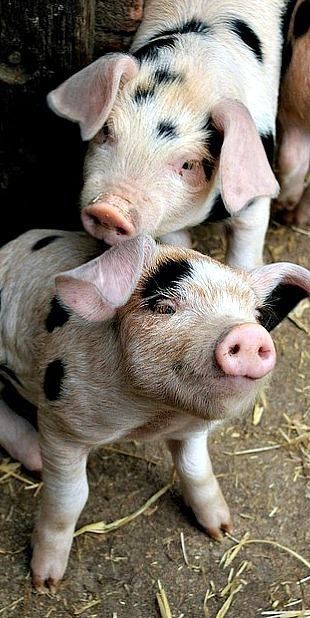 Alimentación adecuada para cerdos de engorde. - Alimentos Balancedos Mi Ranchito