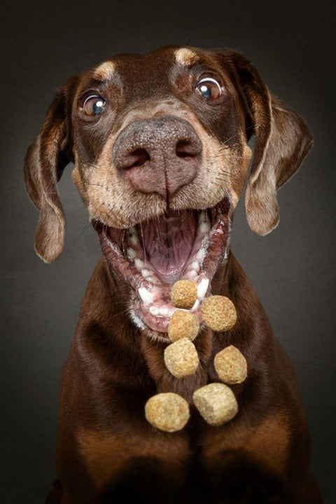 Beneficios del refuerzo positivo en el entrenamiento de tu perro - Alimentos Balancedos Mi Ranchito