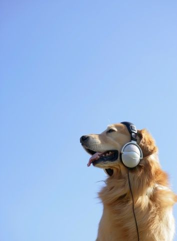 El impacto de la música en el comportamiento de tus mascotas - Alimentos Balancedos Mi Ranchito