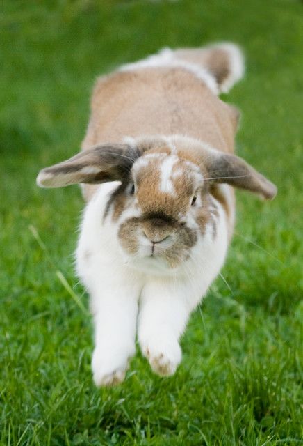 Guía De Cuidados Para Conejos Como Mascotas – Alimentos Balancedos Mi ...