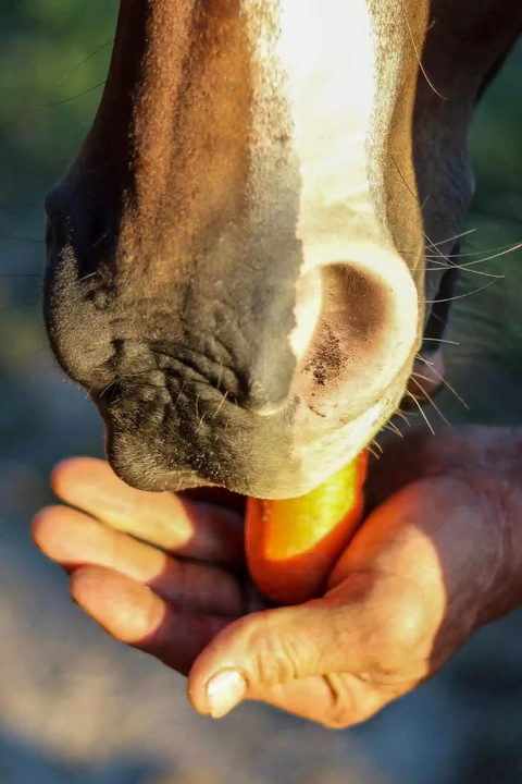 Los mejores alimentos para mantener a tu caballo en forma y saludable. - Alimentos Balancedos Mi Ranchito