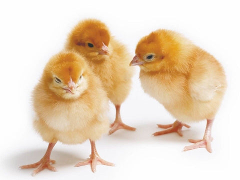 Pollos - Alimentos Balancedos Mi Ranchito