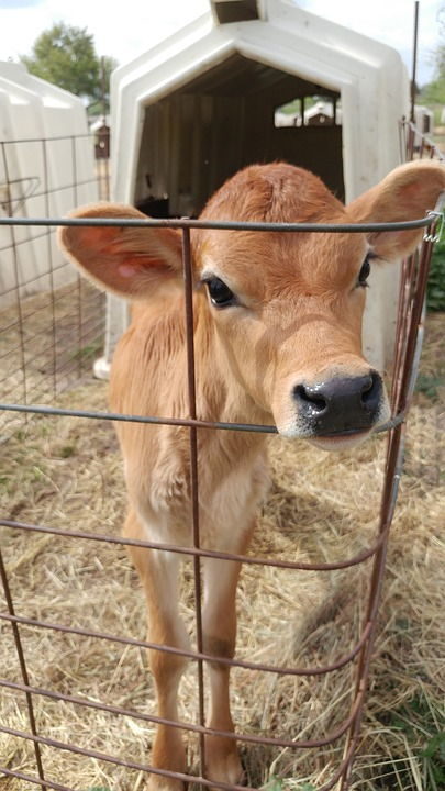 Alimentación y suplementos nutricionales para vacas - Alimentos Balancedos Mi Ranchito