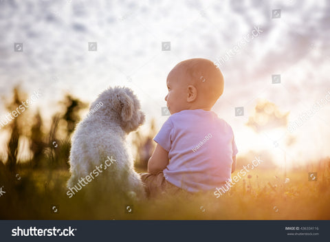 Razas de perros ideales para familias con niños - Alimentos Balancedos Mi Ranchito